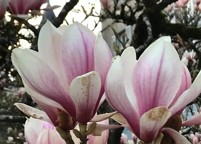 比安维纽尚布勒斯酒店 3* LʼAbsie