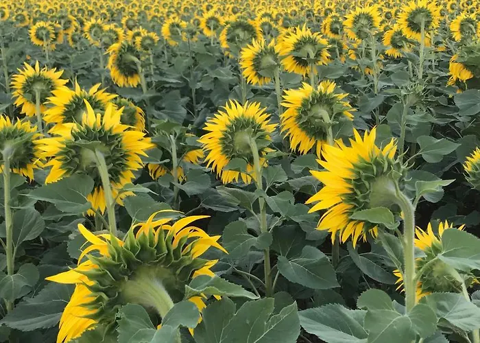 D'hotes Bienvenue 3*