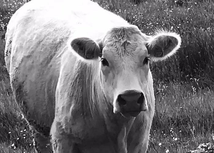 D'hotes Bienvenue Oda ve Kahvaltı 3*